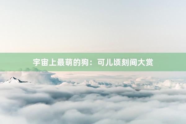 宇宙上最萌的狗:可儿顷刻间大赏